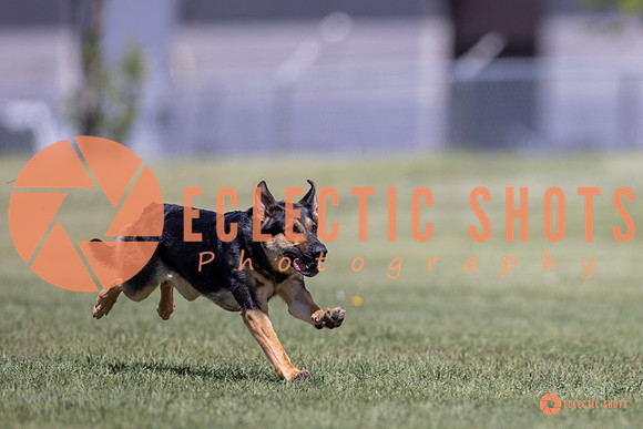 2025-K9Force-MayExams-8075