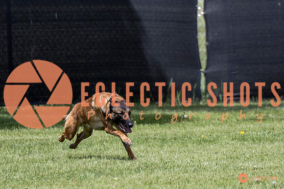 2025-K9Force-MayExams-7649