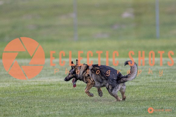 2025-K9Force-MayExams-6653