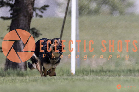 2025-K9Force-MayExams-8046