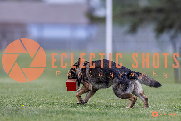 2025-K9Force-MayExams-6613