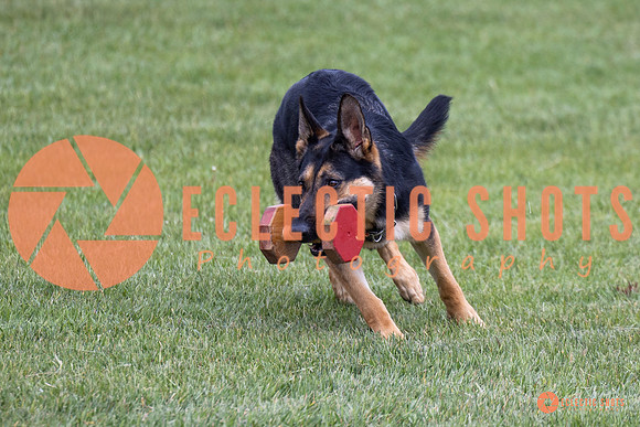 2025-K9Force-MayExams-6229