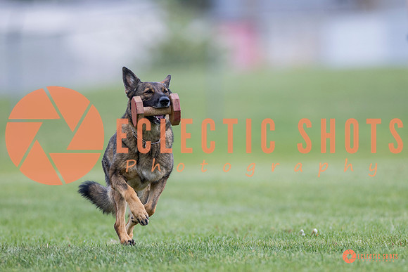 2025-K9Force-MayExams-6130