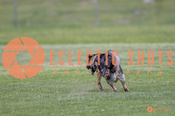2025-K9Force-MayExams-6646