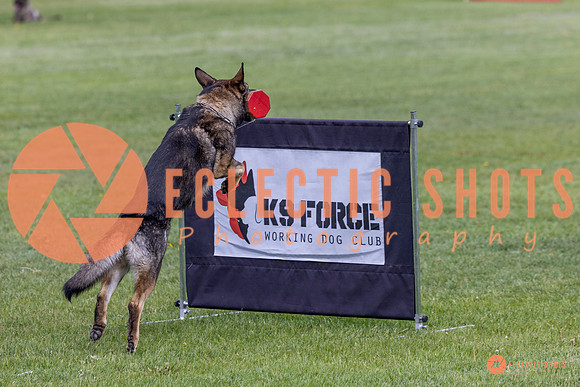 2025-K9Force-MayExams-5887