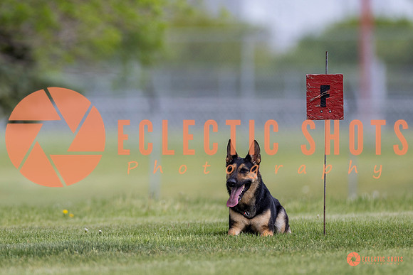 2025-K9Force-MayExams-7318
