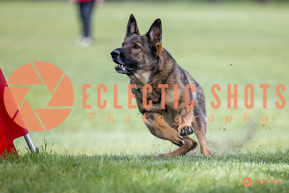 2025-K9Force-MayExams-6293
