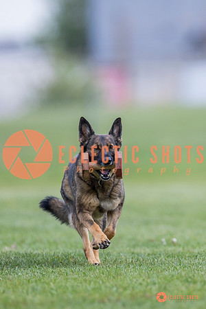 2025-K9Force-MayExams-6136