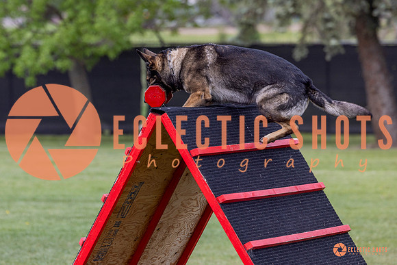 2025-K9Force-MayExams-5941