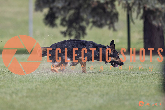 2025-K9Force-MayExams-7300