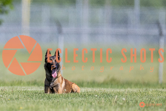 2025-K9Force-MayExams-8234