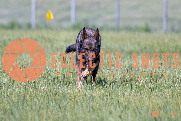 2025-K9Force-MayExams-Kaia-7478
