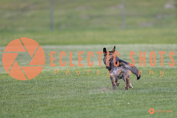 2025-K9Force-MayExams-6643