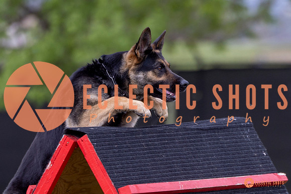 2025-K9Force-MayExams-5756