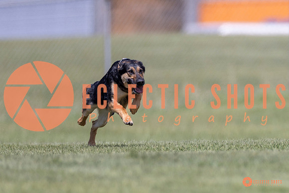 2025-K9Force-MayExams-8054