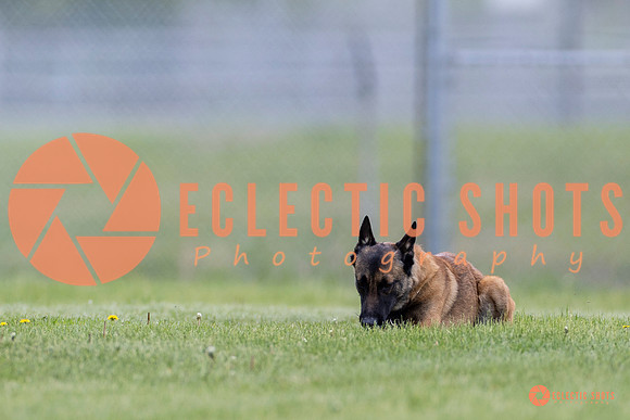 2025-K9Force-MayExams-5935