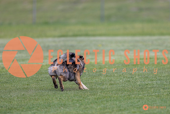 2025-K9Force-MayExams-6635