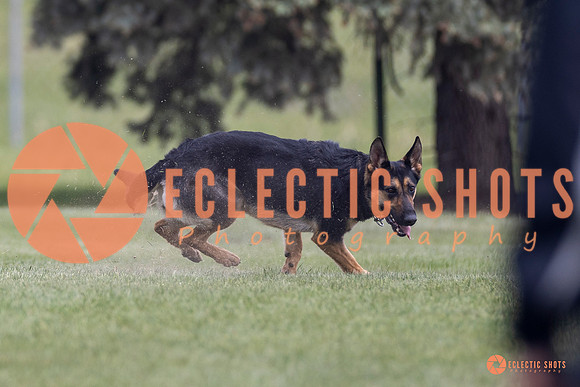 2025-K9Force-MayExams-7305