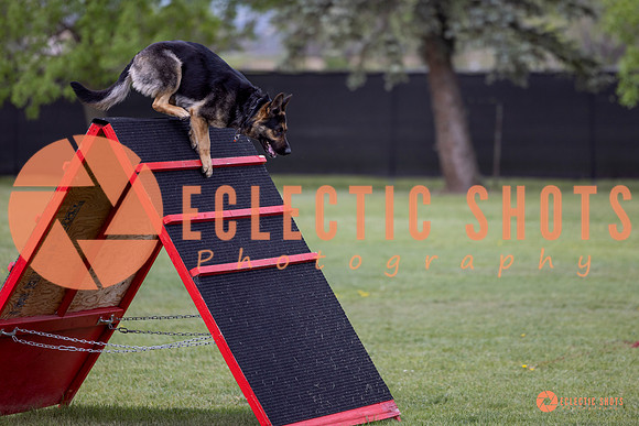2025-K9Force-MayExams-5763