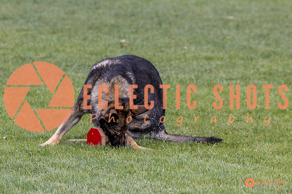 2025-K9Force-MayExams-5851