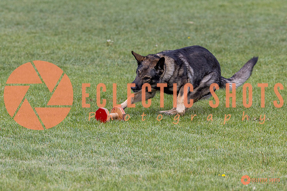 2025-K9Force-MayExams-5847
