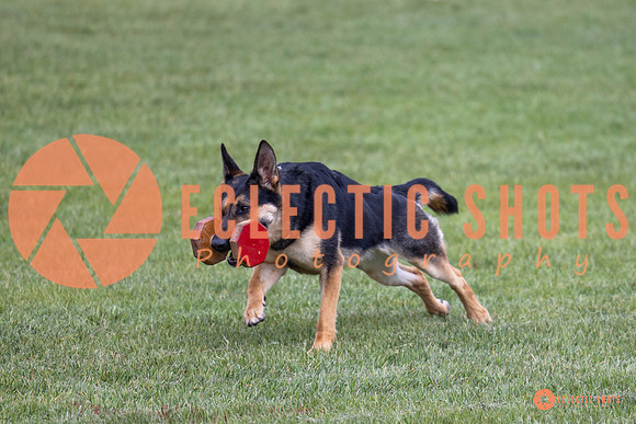 2025-K9Force-MayExams-6235
