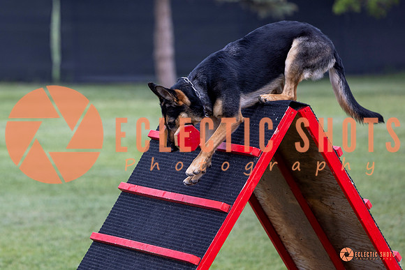2025-K9Force-MayExams-6250
