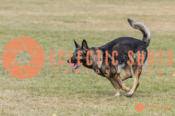 K9ForceCup2025-4000