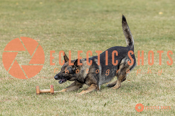 K9ForceCup2025-4020