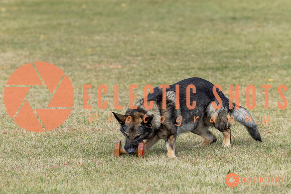 K9ForceCup2025-4022