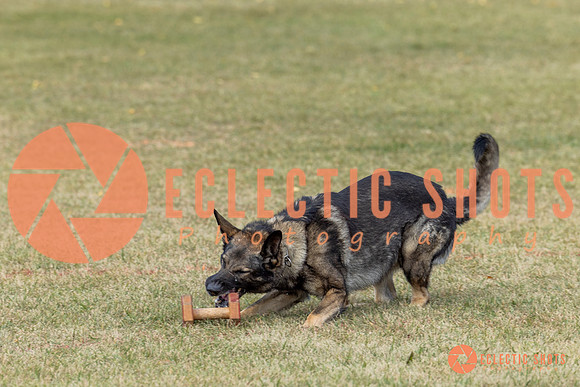 K9ForceCup2025-4021