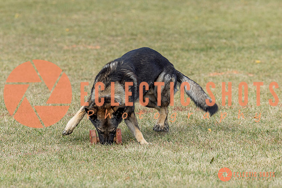 K9ForceCup2025-4024