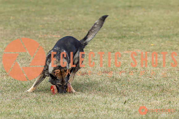 K9ForceCup2025-4026