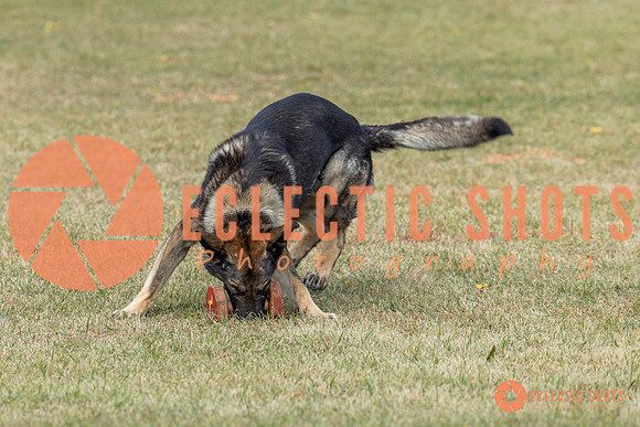 K9ForceCup2025-4025