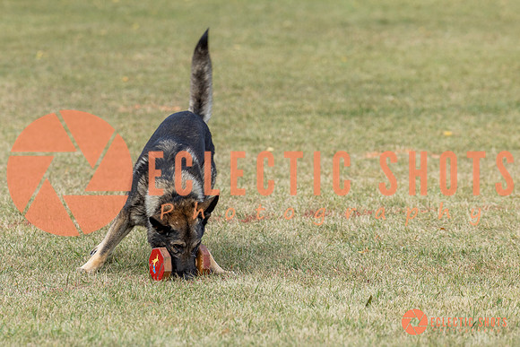 K9ForceCup2025-4027