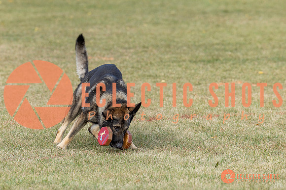 K9ForceCup2025-4028