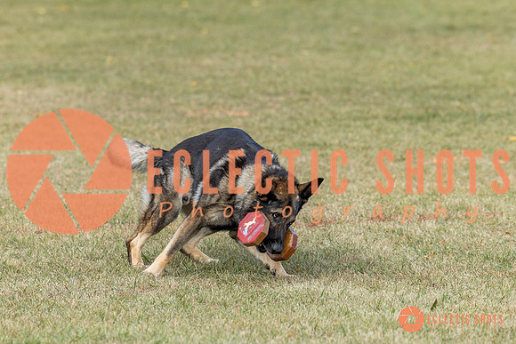 K9ForceCup2025-4029