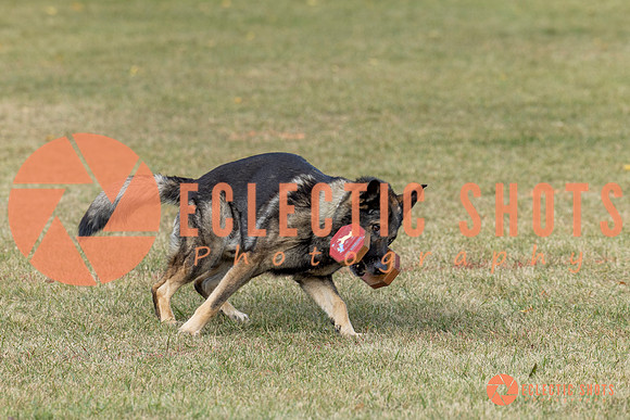 K9ForceCup2025-4030