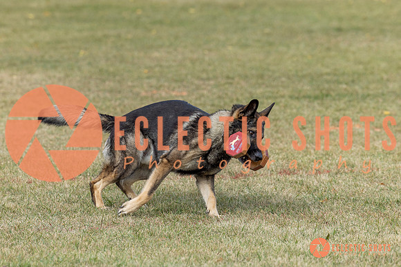 K9ForceCup2025-4031