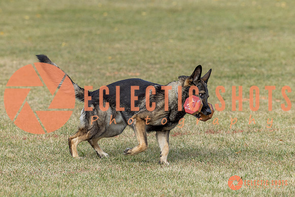 K9ForceCup2025-4032