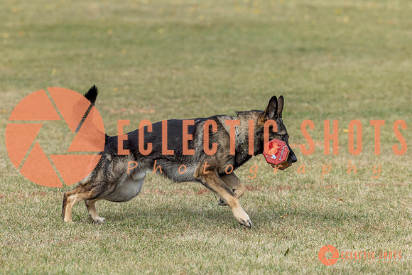 K9ForceCup2025-4034