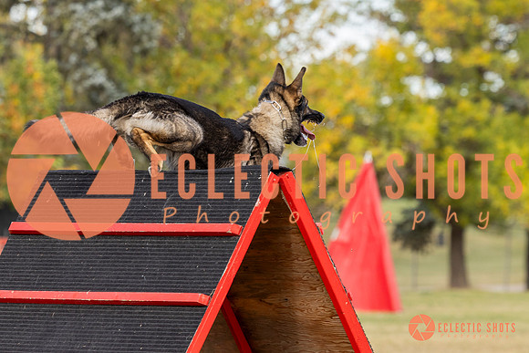 K9ForceCup2025-4120