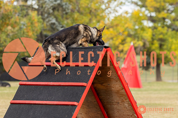 K9ForceCup2025-4118