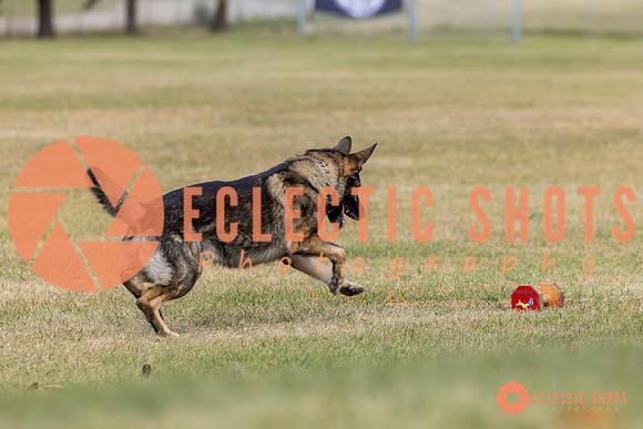 K9ForceCup2025-4126