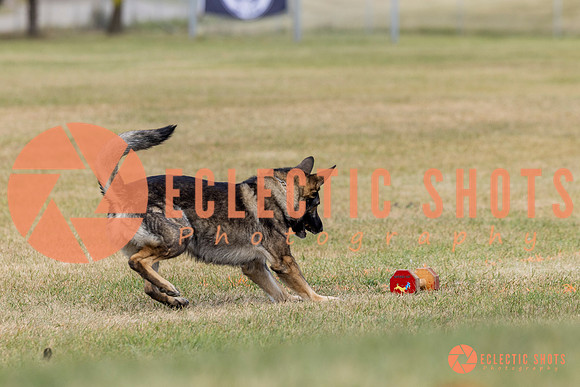 K9ForceCup2025-4128