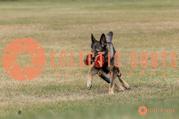 K9ForceCup2025-4130
