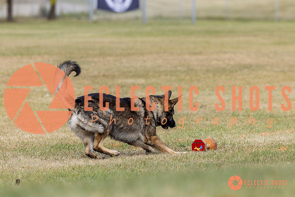 K9ForceCup2025-4129