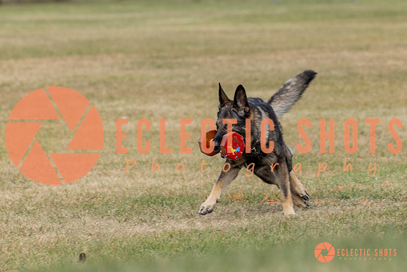 K9ForceCup2025-4131