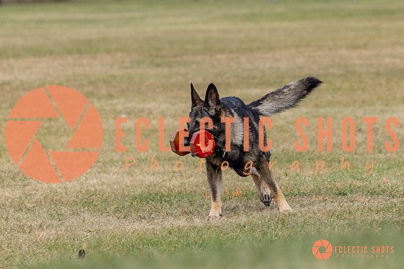 K9ForceCup2025-4132