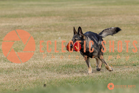 K9ForceCup2025-4133